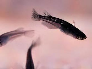 Black Rice Fish Tetra Oryzias Latipes 3cm.