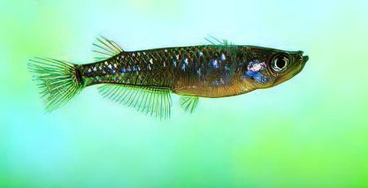 Black Rice Fish Tetra Oryzias Latipes 3cm.
