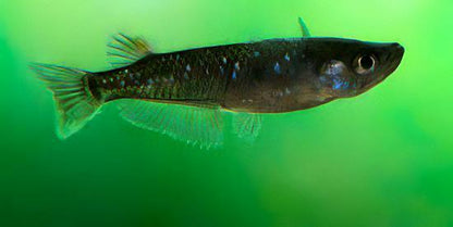 Black Rice Fish Tetra Oryzias Latipes 3cm.