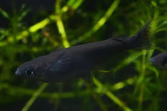 Black Rice Fish Tetra Oryzias Latipes 3cm.
