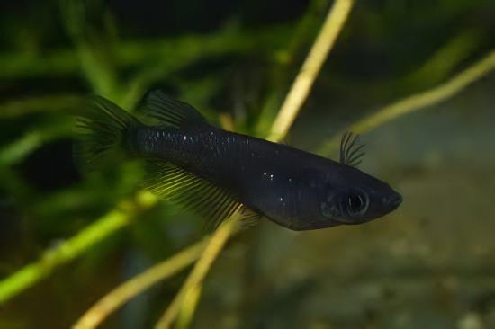 Black Rice Fish Tetra Oryzias Latipes 3cm.