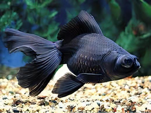 Black Telescope Butterfly Moor Goldfish Carassius Auratus.