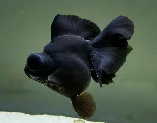 Black Telescope Butterfly Moor Goldfish Carassius Auratus.