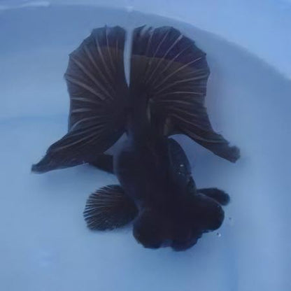 Black Telescope Butterfly Moor Goldfish Carassius Auratus.
