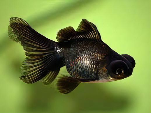 Black Telescope Butterfly Moor Goldfish Carassius Auratus.