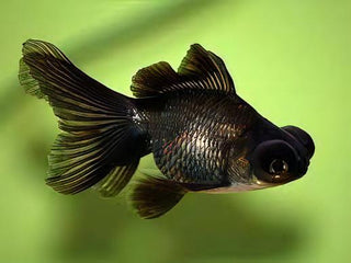 Black Telescope Butterfly Moor Goldfish Carassius Auratus.