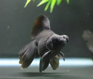 Black Telescope Butterfly Moor Goldfish Carassius Auratus.