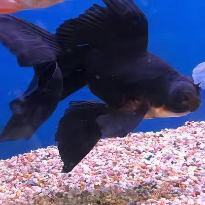 Black Telescope Butterfly Moor Goldfish Carassius Auratus.