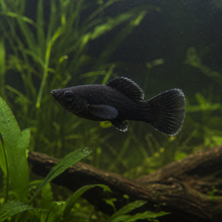 Black Molly Poecilia Sphenops