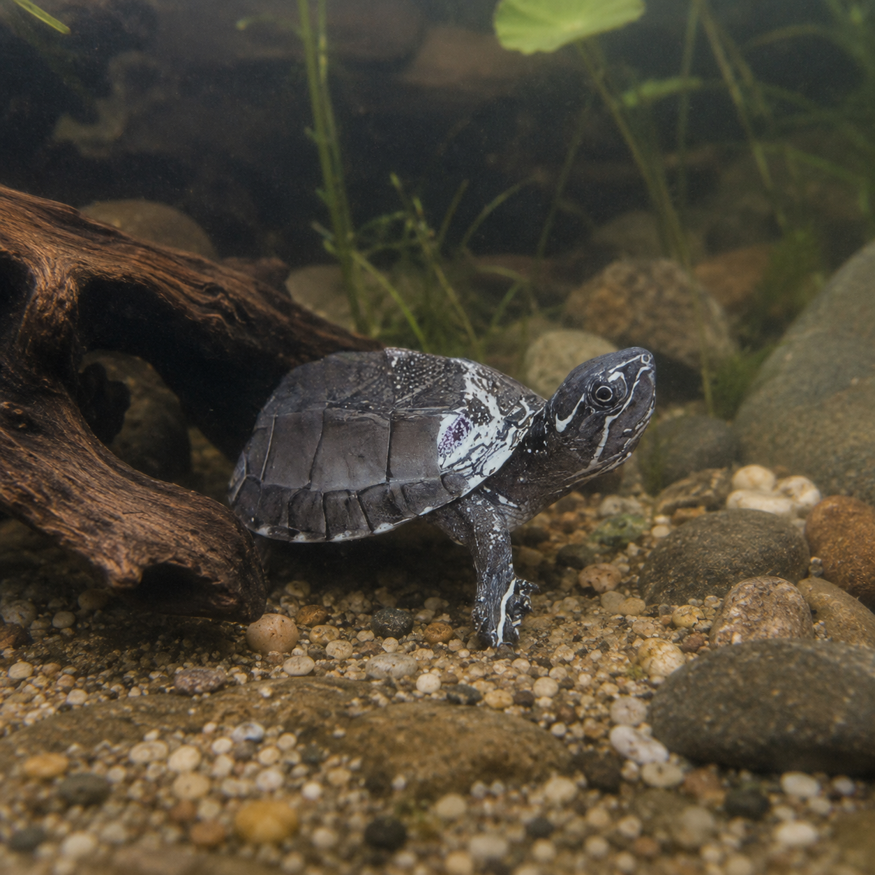 Black Musk Stinkpot Turtle