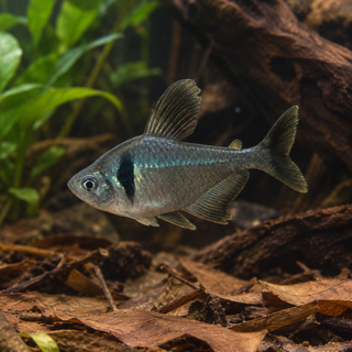 Black Phantom Tetra
