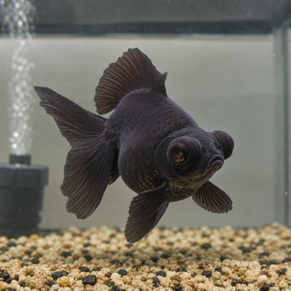 Black Telescope Butterfly Moor Goldfish