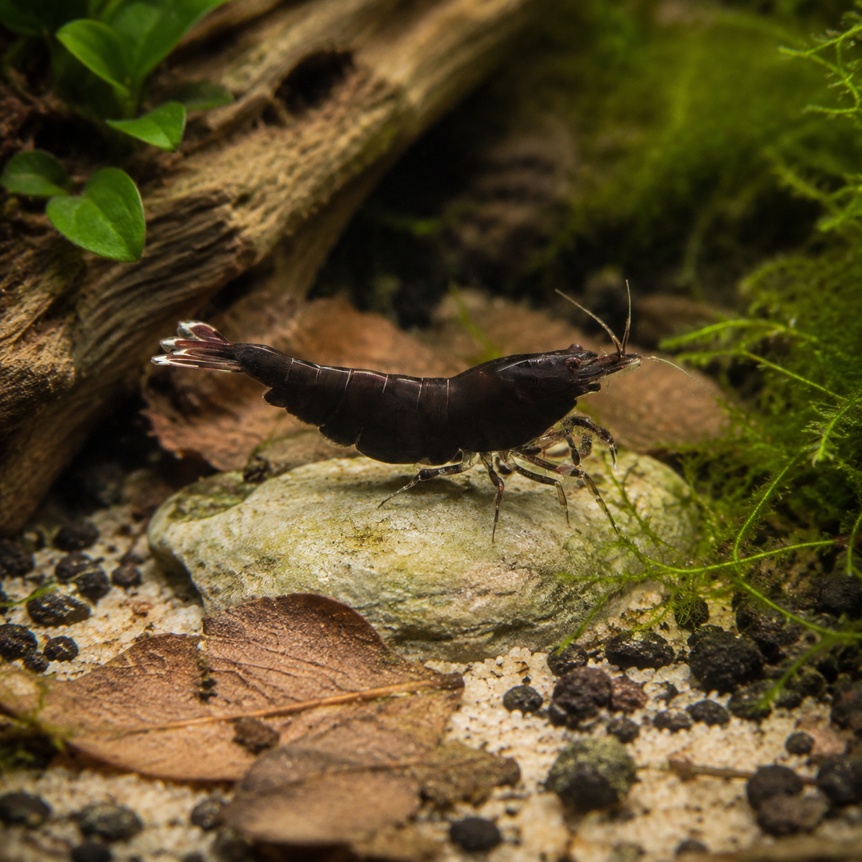 Black tiger shrimp grazing on stone