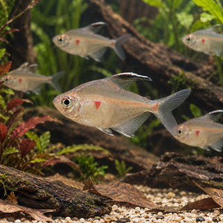 Bleeding Heart Tetra