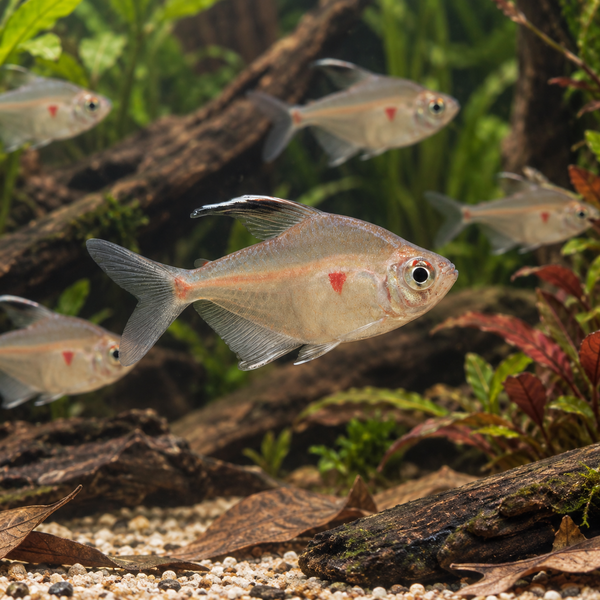 Bleeding Heart Tetra