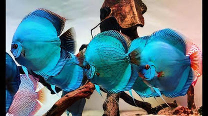 Blue Diamond Discus.