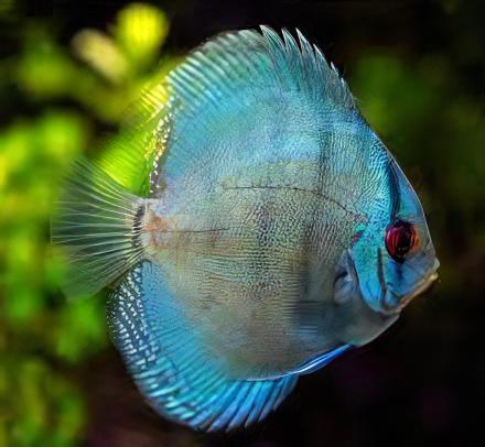 Blue Diamond Discus.