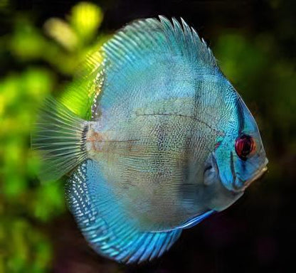 Blue Diamond Discus.