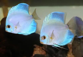 Blue Diamond Discus.