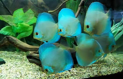 Blue Diamond Discus.