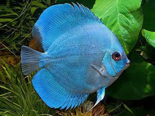 Blue Diamond Discus.