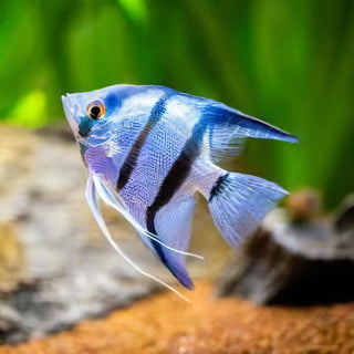 Blue Angelfish Pterophyllum Scalare.