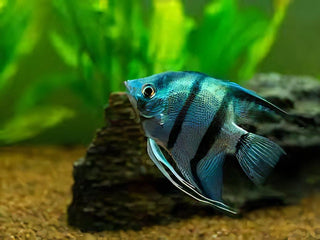 Blue Angelfish Pterophyllum Scalare.