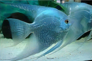 Blue Diamond Angelfish Pterophyllum Scalare 5cm.