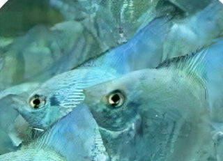 Blue Diamond Angelfish Pterophyllum Scalare 5cm.