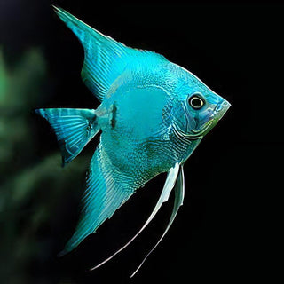 Blue Diamond Angelfish Pterophyllum Scalare 5cm.