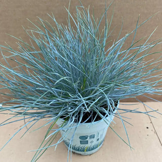 Dwarf Blue Grass (Festuca glauca) - Large
