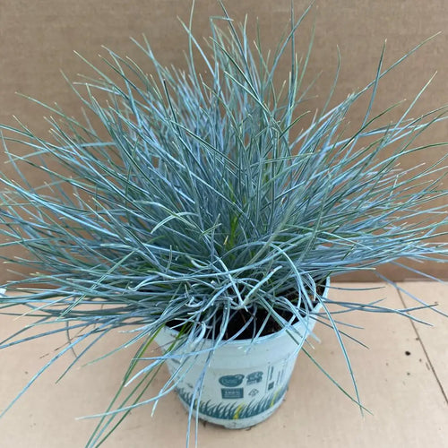 Dwarf Blue Grass (Festuca glauca) - Large