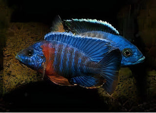 Aulonocara Blue Red Sided Peacock Malawi African Cichlid.