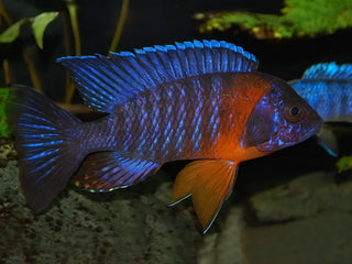 Aulonocara Blue Red Sided Peacock Malawi African Cichlid.