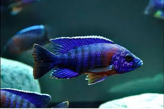 Aulonocara Blue Red Sided Peacock Malawi African Cichlid.