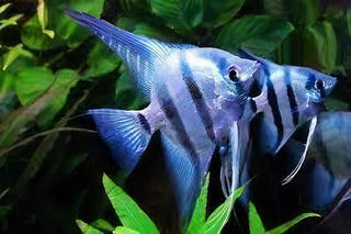Blue Angelfish Pterophyllum Scalare.