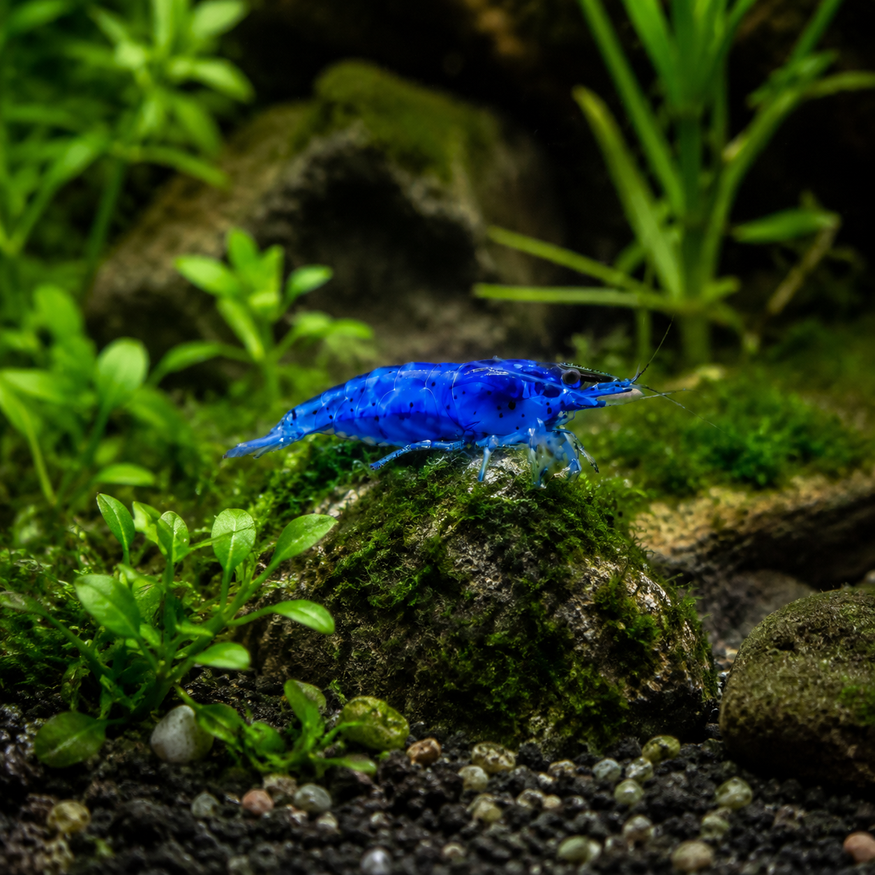 Blue Shrimp Grazing in Lush Aquarium