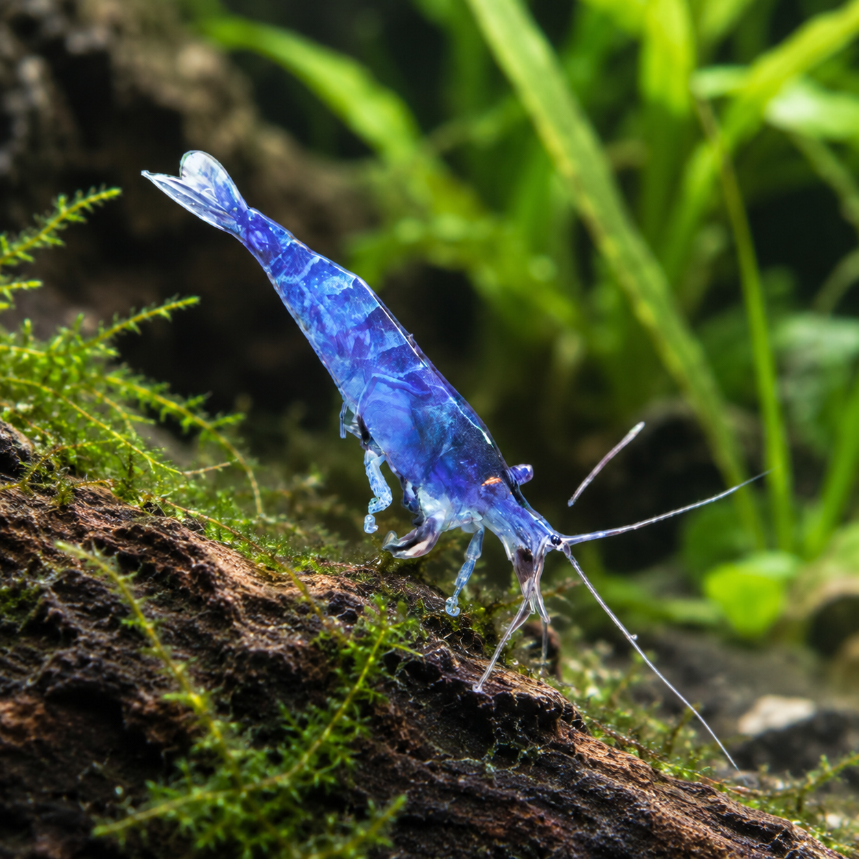 Blue Cherry Shrimp Neocaridina Davidi