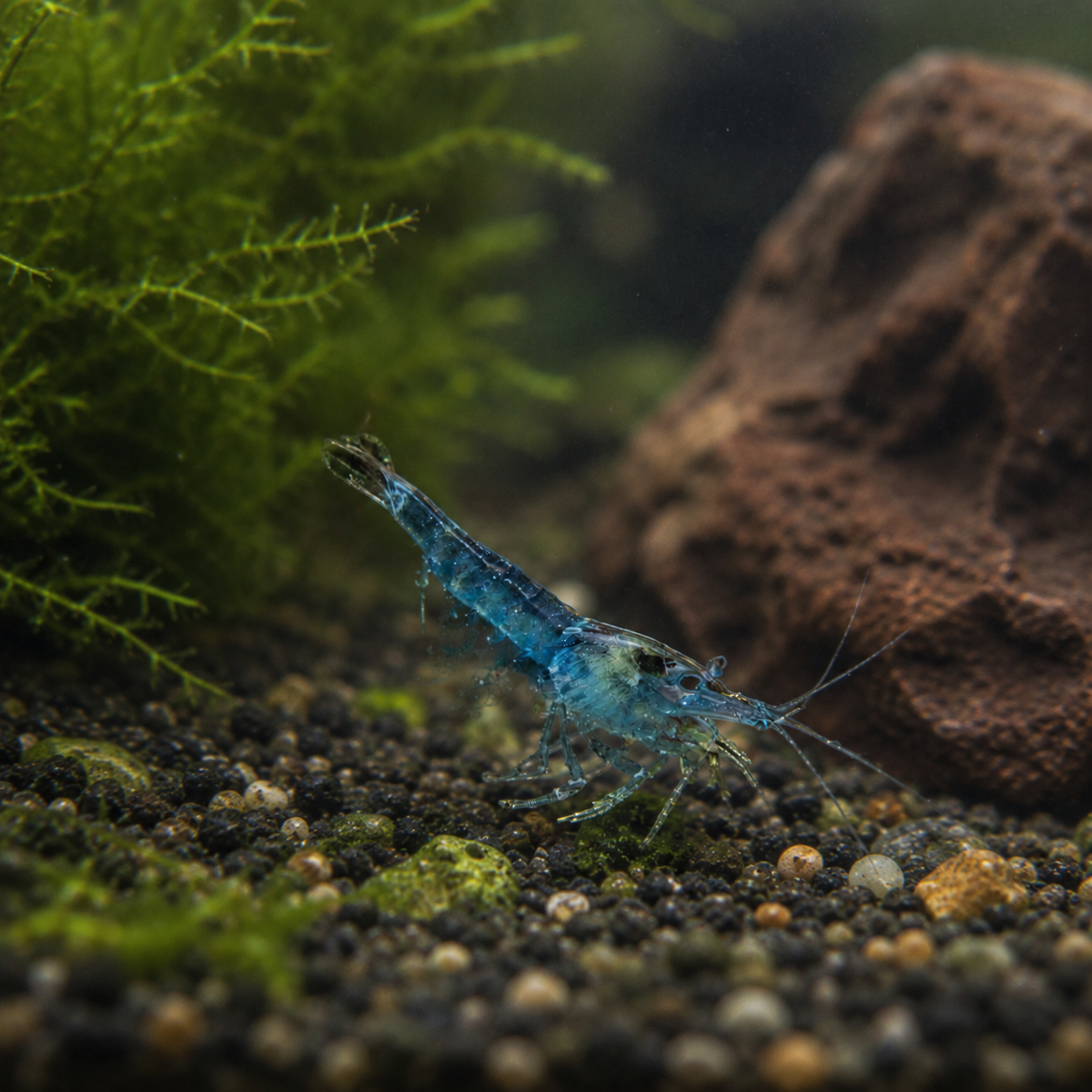 Blue Jelly Shrimp Neocaridina