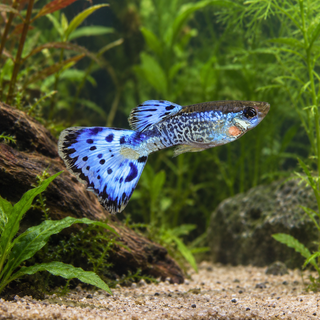 Blue King Cobra Male Guppy