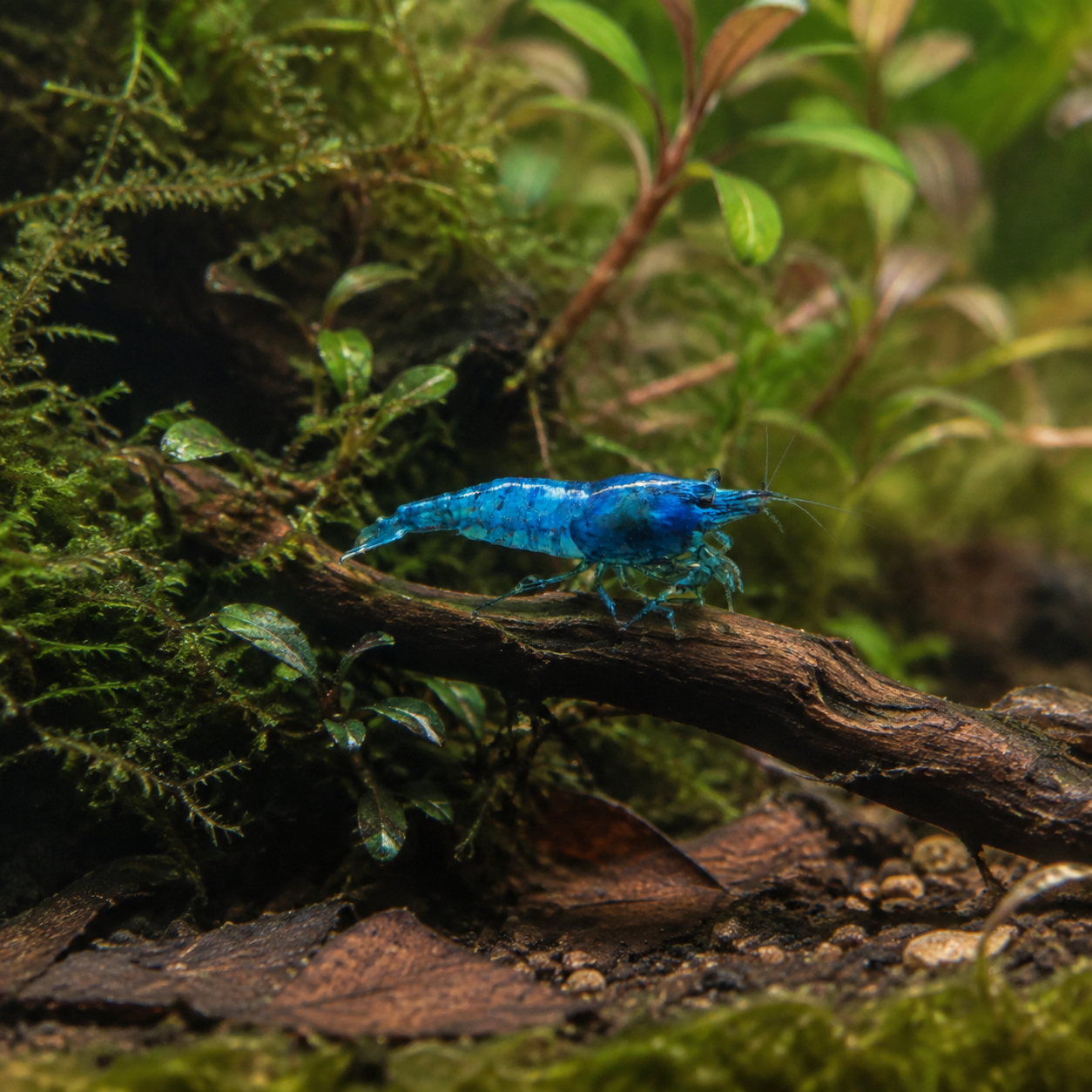 Blue Navi Shrimp on Driftwood