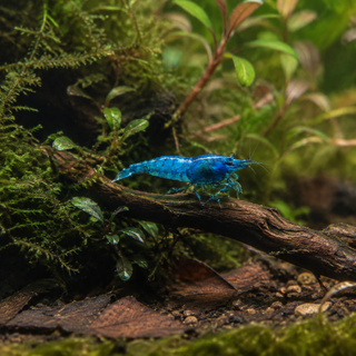 Blue Navi Shrimp on Driftwood