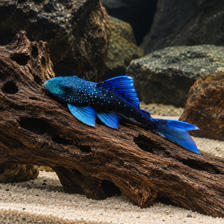 Blue Phantom Pleco