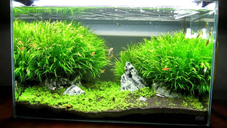 Blyxa japonica