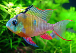 Bolivian Ram Mikrogeophagus Altispinosa 3cm.