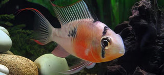 Bolivian Ram Mikrogeophagus Altispinosa 3cm.