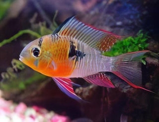 Bolivian Ram Mikrogeophagus Altispinosa 3cm.