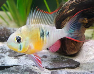 Bolivian Ram Mikrogeophagus Altispinosa 3cm.