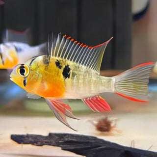 Bolivian Ram Mikrogeophagus Altispinosa 3cm.