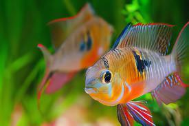 Bolivian Ram Mikrogeophagus Altispinosa 3cm.